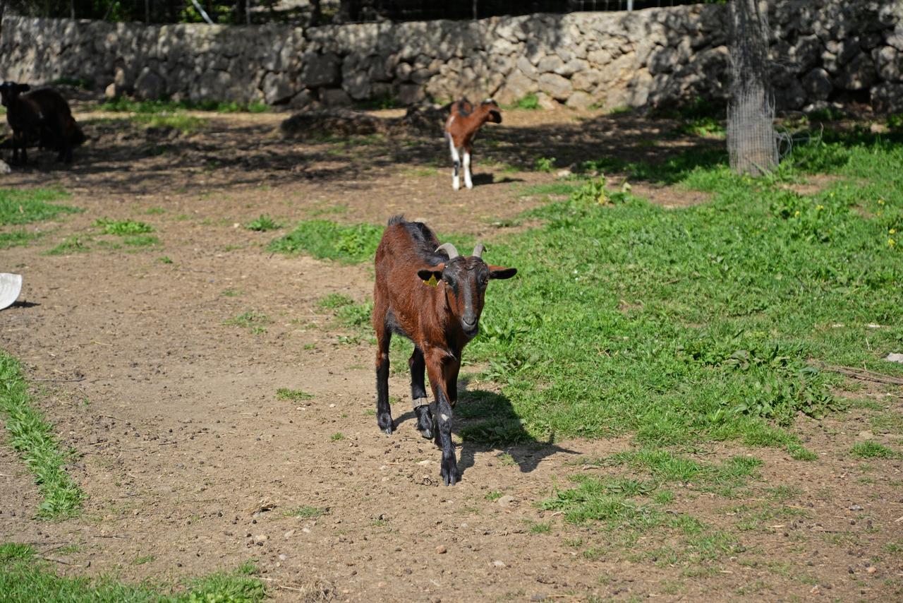 Finca - Agroturisme Sa Parellada Binibona Exterior foto